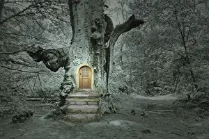 Primeval Forest Scenery Drucke: Compose: Treehouse