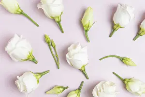 Floral Studio Photography Drucke: Composition with beautiful eustoma flowers on ppink background