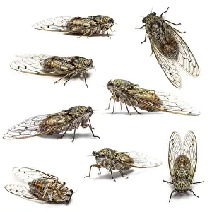 White Background Insects Drucke: Composition of many Cicada, isolated on white