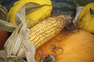 Orange Colored Vegetables Drucke: This composition features a vibrant display of autumn harvest elements
