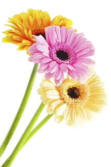 Isolated Flowers Drucke: Composition with three gerberas isolated on white background