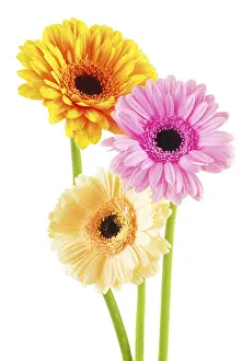 Studio Shot Blossom Drucke: Composition with three gerberas isolated on white background