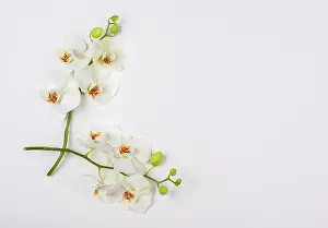 Floral Arrangement On White Background Drucke: Composition with white orchid on white background