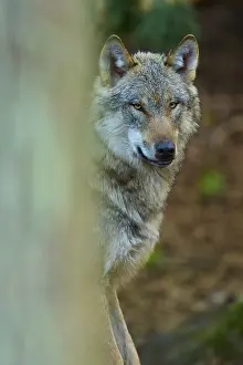 Wild Animal Head Shot Drucke: A concentrated wolf between trees in a dense forest