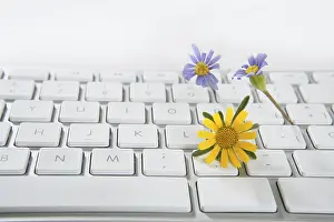 Nature Symbolism Drucke: Concept of flowers growing from computer