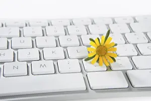 Symbolic Nature Picture Drucke: Concept of flowers growing from computer