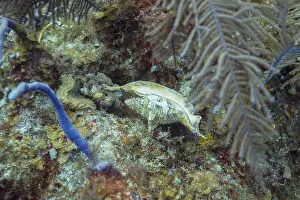 Empty Conch Shell Drucke: Empty conch shell upside down in a coral reef
