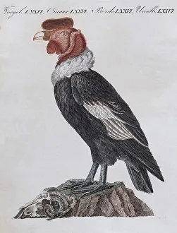 Hand Coloured Copperplate Engraving Drucke: Condor (Cathartidae), hand-coloured copperplate engraving from Friedrich Justin Bertuch Picture book for children