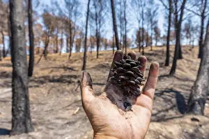 Global Warming Effects Drucke: Cone of a burned pine in the burned forest