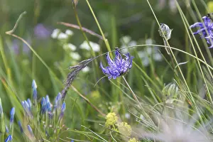 Blue Blossom Flower Drucke: Cone devil's claw (Phyteuma orbiculare) Cone devil's claw (Phyteuma orbiculare)