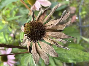 No People Flowering Scene Drucke: Coneflower (Echinacea), withered