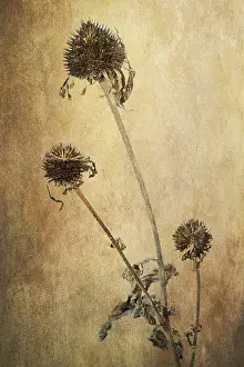 Deserted Garden Blooms Drucke: Coneflower (Echinacea), withered