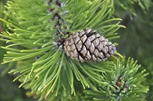 Pine Tree Photography Drucke: Cones, mountain pine, pine cones