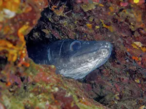 Drucke von Koner-Eel (Conger conger) Aal, Tauchplatz Meeresreservat Cap de Creus, Rosas, Costa Brava, Spanien, Mittelmeer Meeraal Drucke: Koner-Eel (Conger conger) Aal
