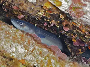 Drucke von Koner-Eel (Conger conger) Aal, Tauchplatz Meeresreservat Cap de Creus, Rosas, Costa Brava, Spanien, Mittelmeer Meeraal Drucke: Koner-Eel (Conger conger) Aal