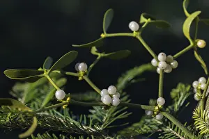 European Mistletoe Plant Drucke: Conifer mistletoe, mistletoe, pine mistletoe