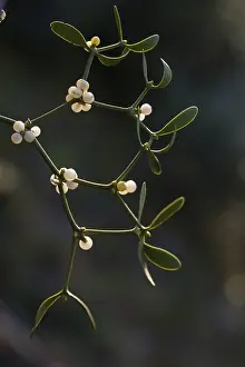 European Mistletoe Drucke: Conifer mistletoe, mistletoe, pine mistletoe