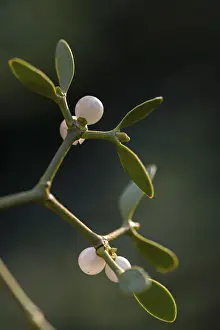 European Mistletoe Drucke: Conifer mistletoe, mistletoe, pine mistletoe