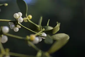 European Mistletoe Drucke: Conifer mistletoe, mistletoe, pine mistletoe
