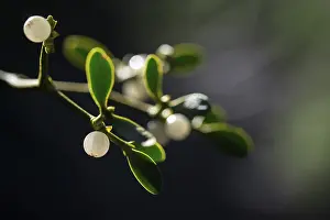 European Mistletoe Drucke: Conifer mistletoe, mistletoe, pine mistletoe