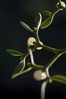 Mistletoe Plant Drucke: Conifer mistletoe, mistletoe, pine mistletoe