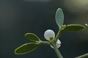 European Mistletoe Drucke: Conifer mistletoe, mistletoe, pine mistletoe