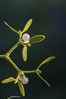 European Mistletoe Drucke: Conifer mistletoe, mistletoe, pine mistletoe