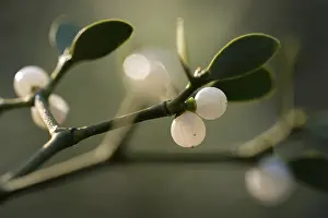 European Mistletoe Drucke: Conifer mistletoe, mistletoe, pine mistletoe