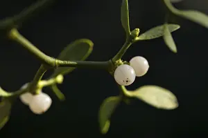 European Mistletoe Species Drucke: Conifer mistletoe, mistletoe, pine mistletoe