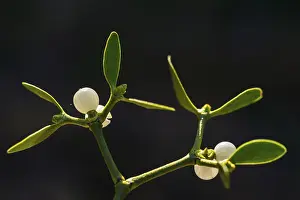 European Mistletoe Drucke: Conifer mistletoe, mistletoe, pine mistletoe