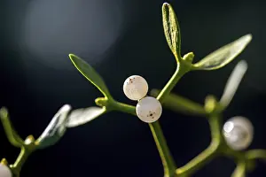 European Mistletoe Drucke: Conifer mistletoe, mistletoe, pine mistletoe