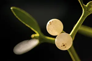 European Mistletoe Drucke: Conifer mistletoe, mistletoe, pine mistletoe