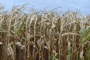Climate Change Effects Drucke: Consequences of climate change