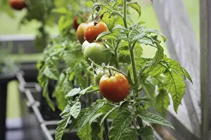 Nutrition Through Gardening Drucke: Container vegetables gardening