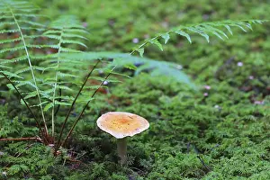 Protected Area In Central Europe Drucke: Contrary webcap (Cortinarius varius)