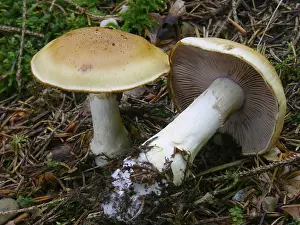 German Federal Republic Plants Drucke: Contrary webcap (Cortinarius varius)
