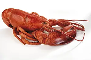 Studio Shot Lobster Drucke: Cooked lobster