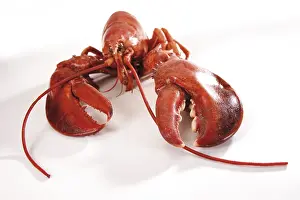 Still Life Cuisine Drucke: Cooked lobster