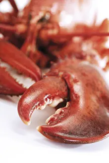 Studio Shot Lobster Drucke: Cooked lobster