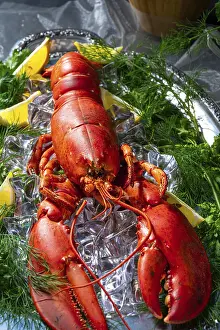 Cooked Lobster Drucke: The cooked lobster on ice