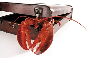 Studio Shot Lobster Drucke: Cooked lobster in a suitcase