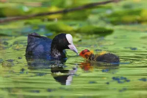 Juvenile Waterfowl Images Drucke: Coot