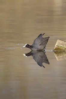 Water Surface Reflections Germany Drucke: A coot reflected in the water surface