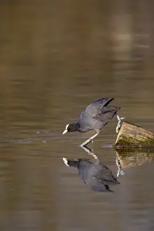 No People Waterfront Scene Germany Drucke: A coot reflected in the water surface