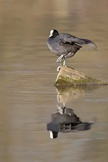 Water Surface Reflections Germany Drucke: A coot reflected in the water surface