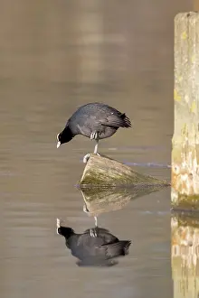 Central Europe Bird Life Drucke: A coot reflected in the water surface