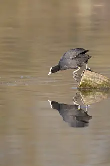 Central Europe Waterfronts Drucke: A coot reflected in the water surface