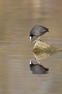 Deserted Waterfront Europe Drucke: A coot reflected in the water surface