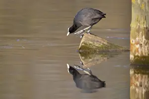 Water Reflections In Germany Drucke: A coot reflected in the water surface