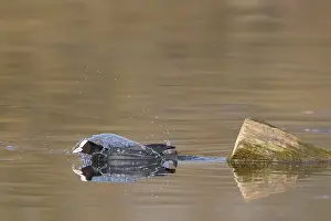 Central Europe Waterfronts Drucke: A coot reflected in the water surface